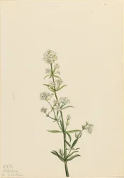 Northern Bedstraw