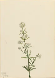 Northern Bedstraw Galium boreale