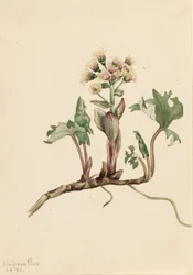 Northern Butterbur