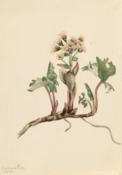 Northern Butterbur