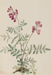 Northern Hedysarum Hedysarum Boreale