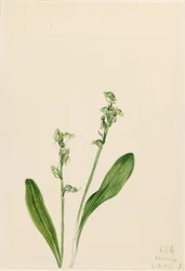 One-Leaf-Bog-Orchid