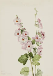 Orange-Eye Globemallow, 1926