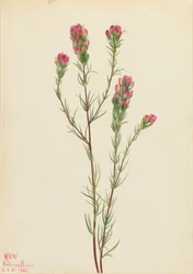 Owl-clover Orthocarpus tenuifolius