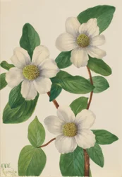 Pacific Dogwood