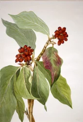 Pacific Dogwood Cornus nuttallii