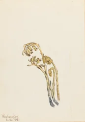 Pale Pinesap