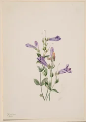 Penstemon (Penstimon fruiticosus)