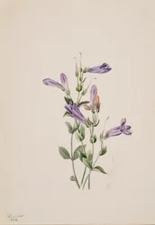 Penstemon, 1903