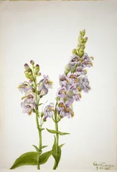 Pentstemon
