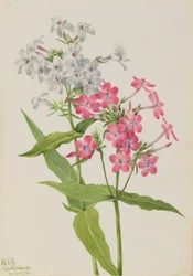 Perennial Phlox