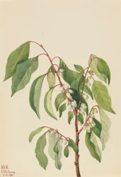 Persimmon