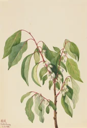 Persimmon