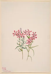 Phlox Stansburyi