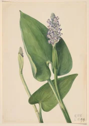 Pickerelweed (Pontederia cordata)