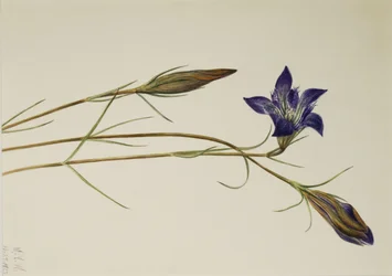 Pinebarren Gentian