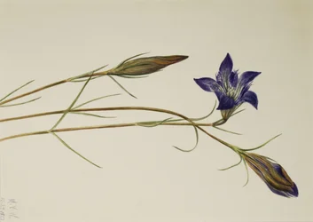 Pinebarren Gentian Gentiana Porphyrio