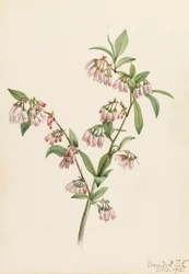Pineland Blueberry Vaccinium tenellum, 1918