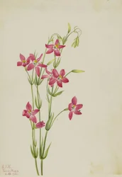 Pink Centaurium