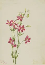 Pink Centaurium Centaurium venustum, 1925