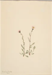 Pink Fleabane