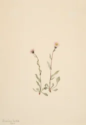 Pink Fleabane Erigeron jucundus, 1904