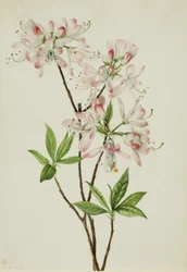 Pinkshell Azalea Azalea Vaseyi