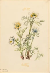 Plume Anemone