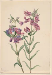 Prairie Pentstemon
