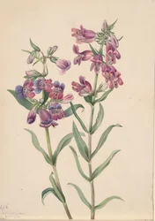 Prairie Pentstemon Pentstemon erianthera, 1923
