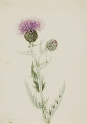 Prairie Thistle