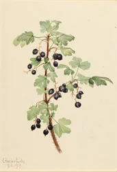 Prickly Currant, 1919