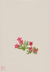 Primrose Primula Angustifolia
