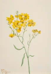 Psilostrophe sparsiflora