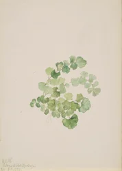 Puccoon Lithospermum Ruderale, 1923