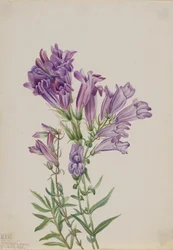 Purple Pentstemon Pentstemon Lyallii