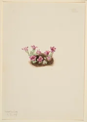 Purple Saxifrage