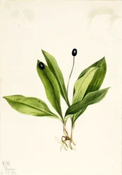 Queencup Clintonia uniflora