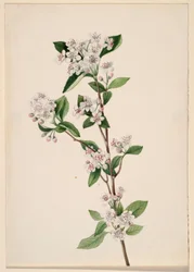 Red Chokeberry