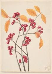 Red Chokeberry Aronia Arbutifolia