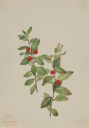 Red Comandra Comandra livida
