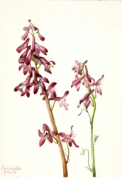 Red Larkspur Delphinium Nudicale