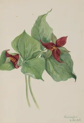 Red Trillium
