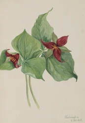 Red Trillium