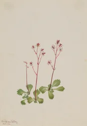 Redstem Saxifrage