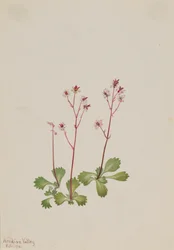 Redstem Saxifrage