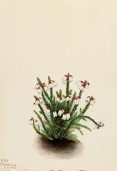 Rocky Mountain Cassiope
