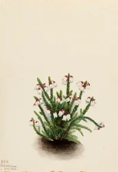 Rocky Mountain Cassiope, 1924