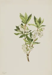 Rocky Mountain Rhododendron
