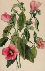 Rose Gentian Sabbatia angularis, 1880